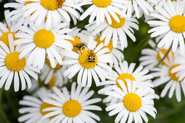 Free Insect Flowers photo and picture