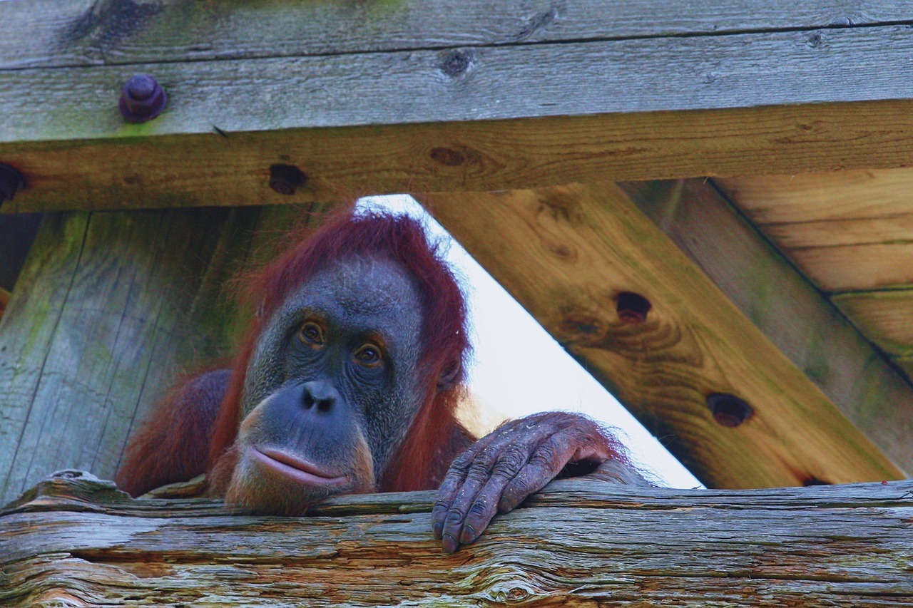 Ape - free online jigsaw puzzle photo