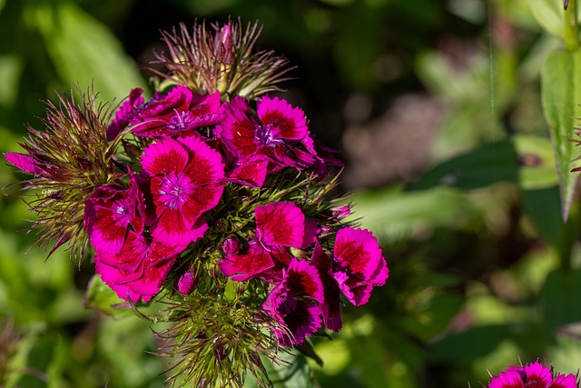 Free Flowers Pink Flowers photo and picture