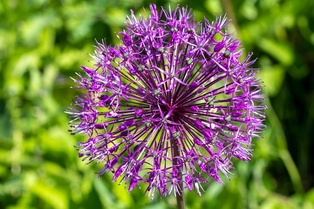 Free Flower Allium photo and picture
