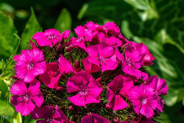 Free Flowers Pink Flowers photo and picture