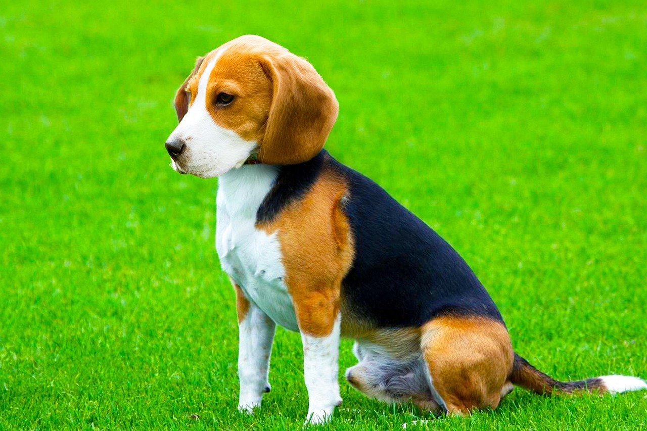 Beagle Sizes And Colors Beagle Sizes And Colors