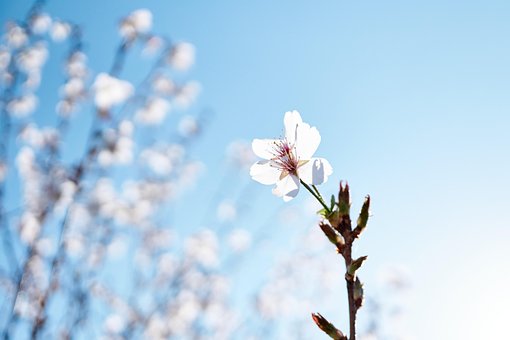 A Inflori, Bloom, Primăvară, Natura