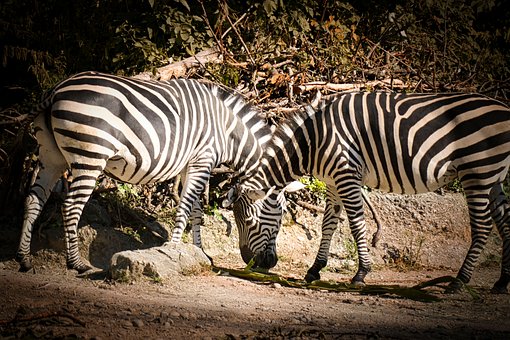 Tiere, Zebras, Zoo, Natur, Säugetier