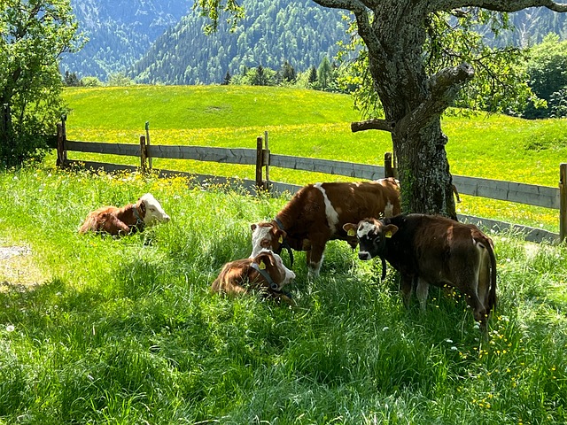 K he Bauernhof Landwirtschaft Kostenloses Foto Auf Pixabay k-he-bauernhof-landwirtschaft-kostenloses-foto-auf-pixabay