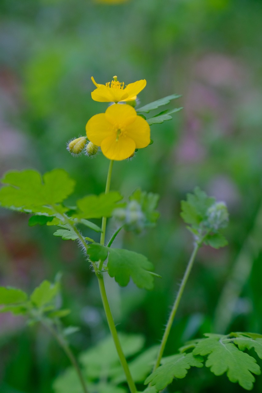 flower-yellow-plant-free-photo-on-pixabay-pixabay