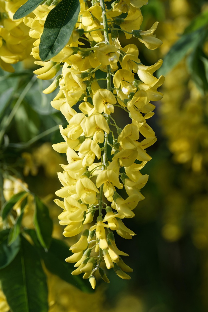 Goudenregen Gouden Ketting Boom Gratis Foto Op Pixabay Goudenregen Gouden Ketting Boom Gratis Foto Op Pixabay