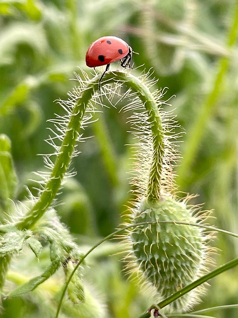 Free Ladybug Bud photo and picture