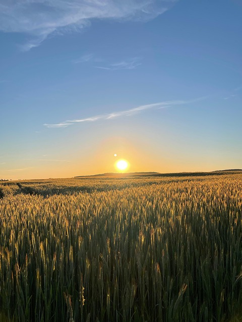 Sonnenaufgang, Weizenfeld, Feld, Natur