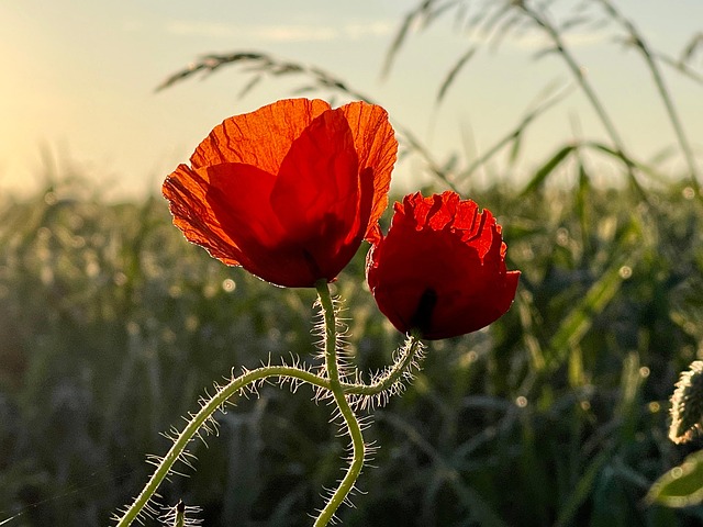 Free Poppies Red Poppies photo and picture