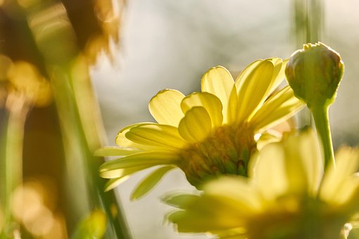 Margarete, Flori, Tapet Cu Flori