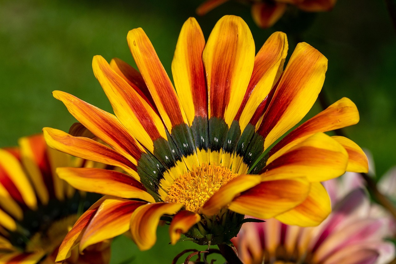 Flowers Yellow Garden Free photo on Pixabay Pixabay