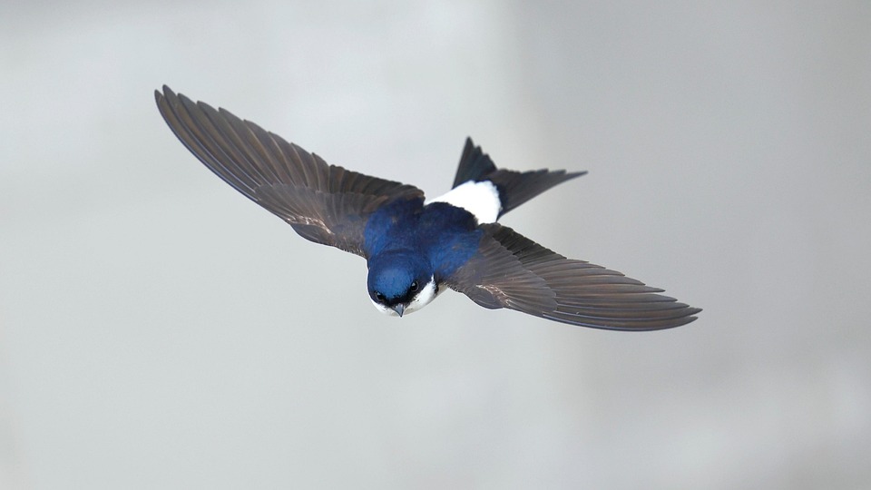 Common House Martin Free Photo On Pixabay Common House Martin Free Photo On Pixabay