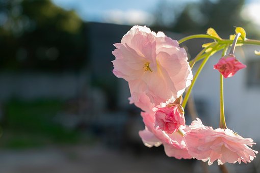 Sakura, Østasiatisk Kirsebær