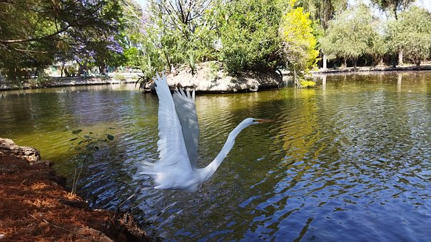 Free Bird Heron photo and picture