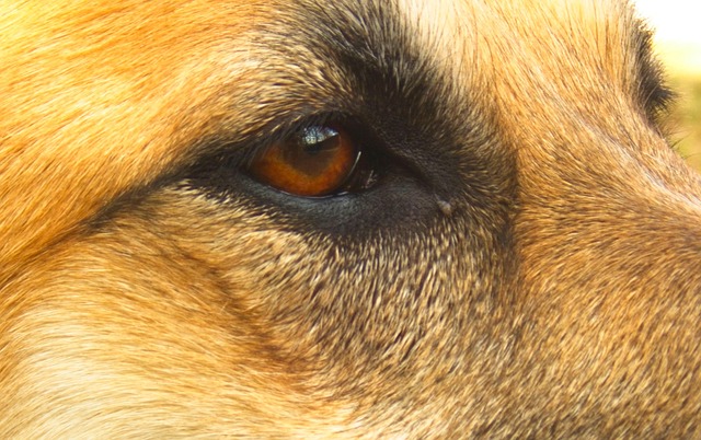 Free Eye Pupil photo and picture