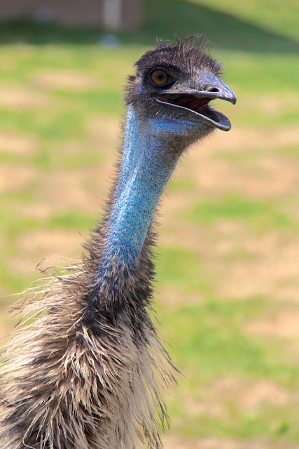 Free Ostrich Bird photo and picture