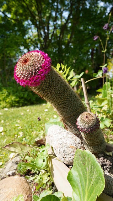Gradina De Bucurie, Coroană De Flori