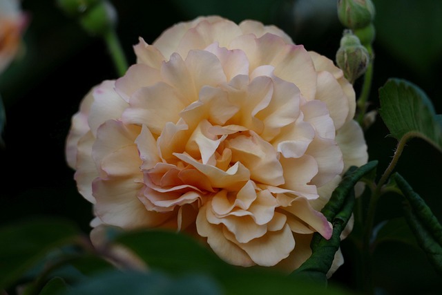 Free Rose Flower photo and picture