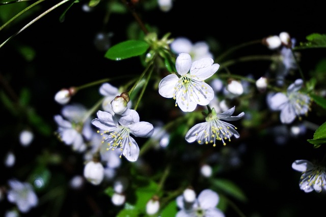 Free Cherry Flowers Cherry Blossoms photo and picture