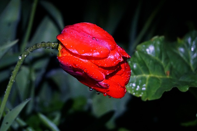 Free Flowers Tulips photo and picture