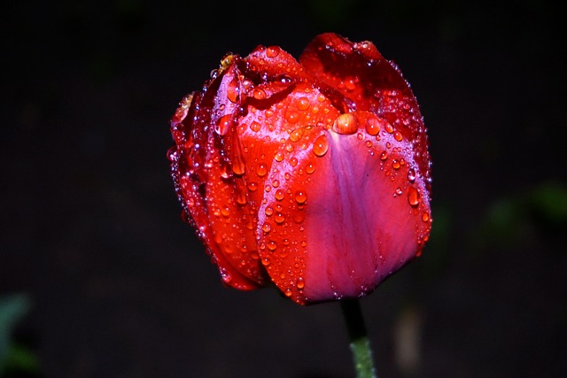 Free Flowers Tulips photo and picture