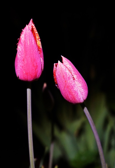 Free Flowers Tulips photo and picture