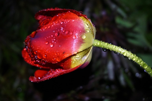 Free Tulip Red Tulip photo and picture