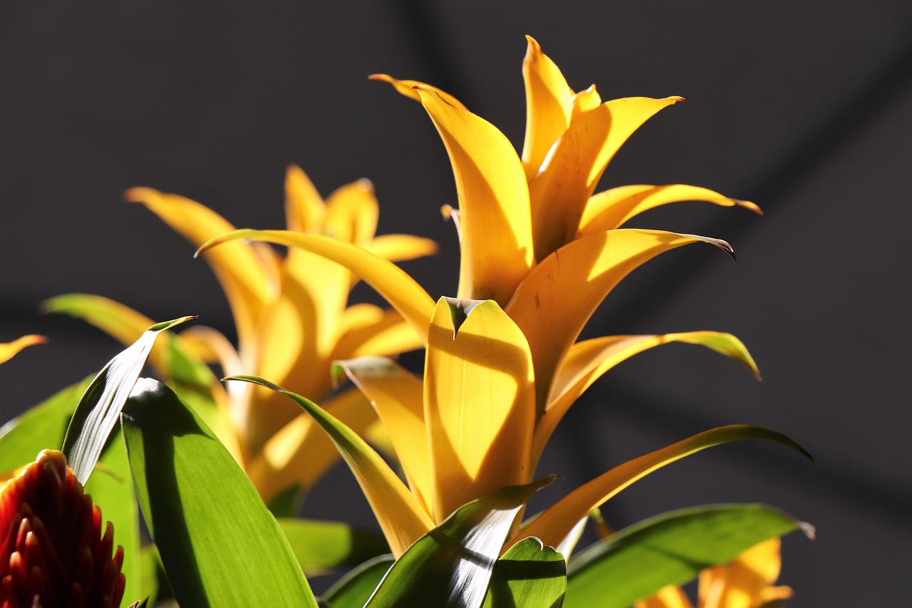 Plantes Guzmania panouissement Le Photo Gratuite Sur Pixabay Pixabay plantes-guzmania-panouissement-le-photo-gratuite-sur-pixabay-pixabay