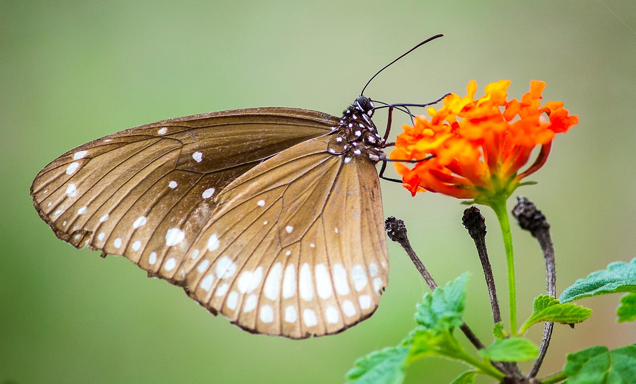 https://cdn.pixabay.com/photo/2022/05/21/08/33/butterfly-7210999_1280.jpg