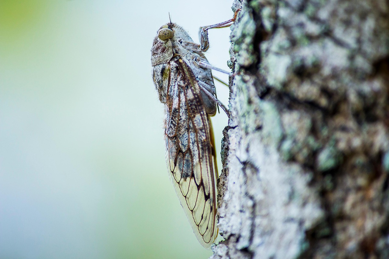 Moth - free online jigsaw puzzle photo