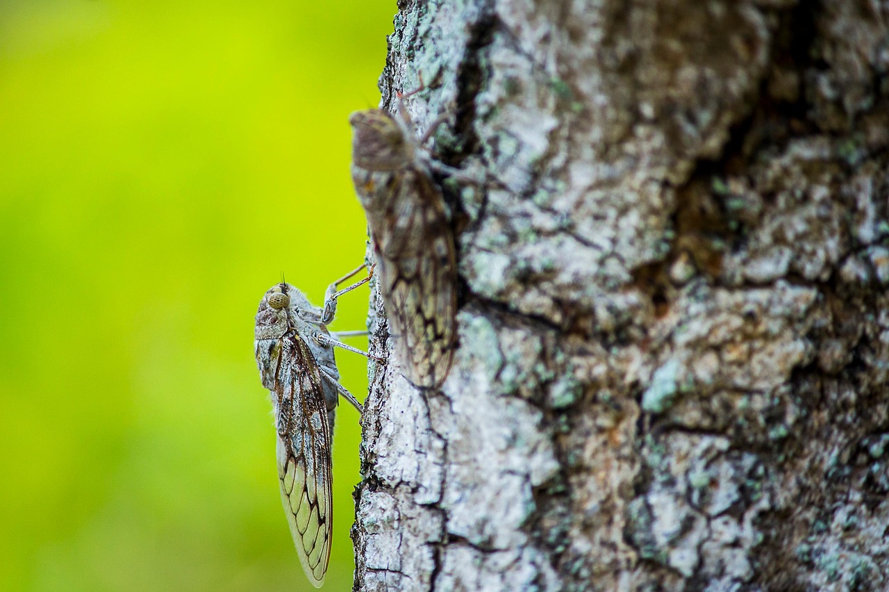 Moth - free online jigsaw puzzle photo