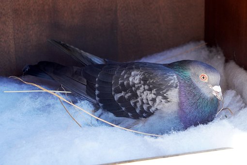 Vogel, Taube, Vogelkunde, Spezies, Fauna