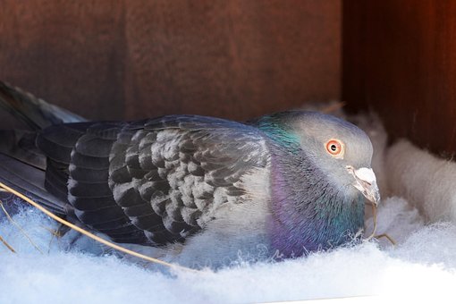 Vogel, Vogelkunde, Taube, Schraffur
