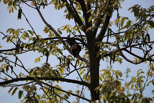 Free Tree Squirrel photo and picture