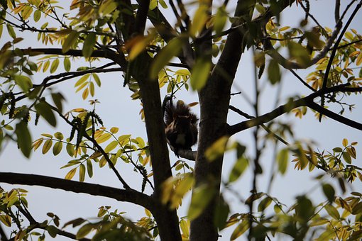 Free Tree Squirrel photo and picture