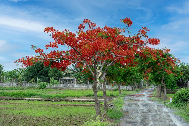 Free Flower Hoaphuong photo and picture