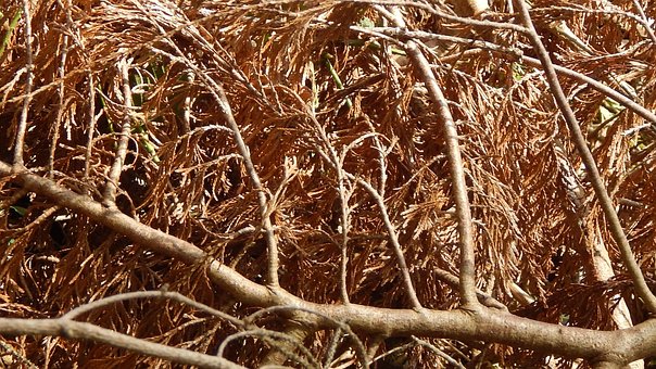 Free Dead Branch photo and picture