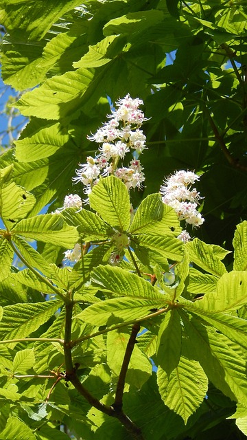 Free Leaves Blossom photo and picture