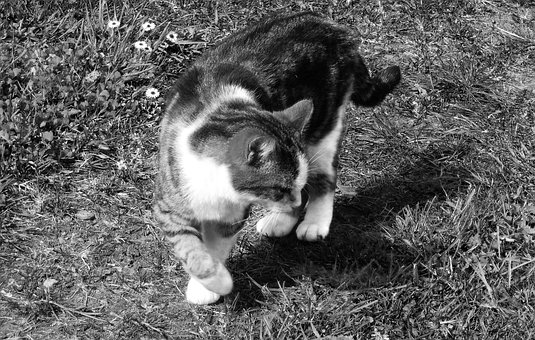 Free Cat Pet photo and picture