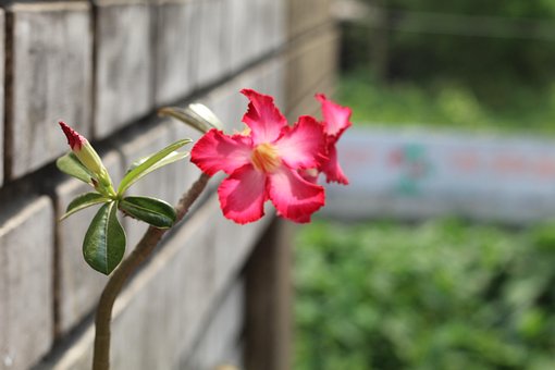 Free India Nature photo and picture