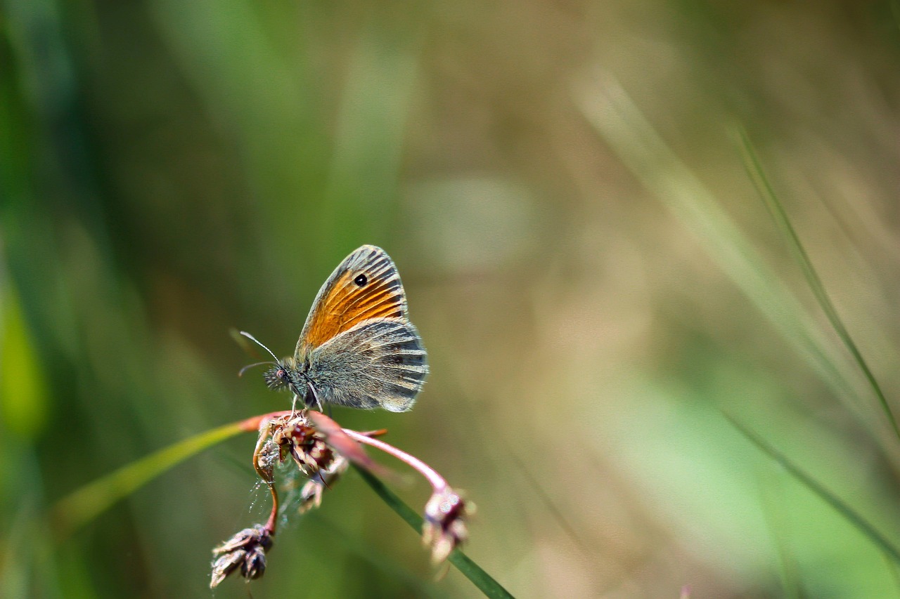 10,000+ Free Small Butterfly & Butterfly Images - Pixabay
