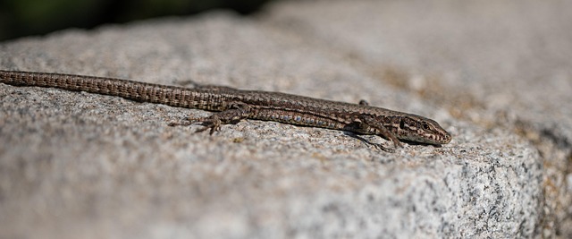 Free Lizard Reptile photo and picture