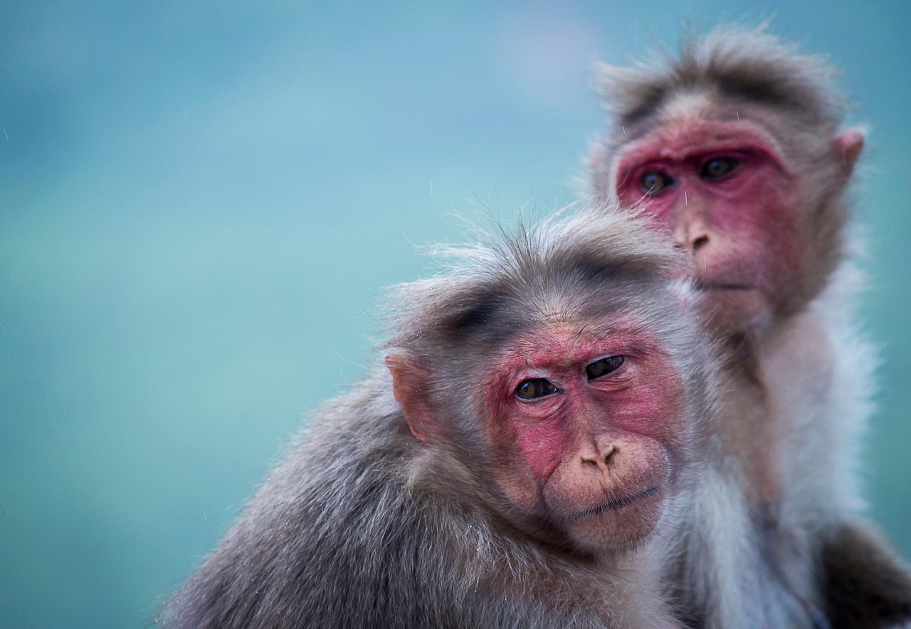 Monkeys Primates Animals Free photo on Pixabay Pixabay