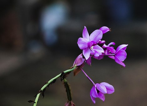 Lilane Blumen, Blumen