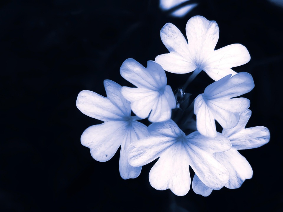 아름다운 하얀색 - Pixabay의 무료 사진 - Pixabay