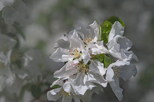 Appelboom, Appelbloesems, Apple Bloemen