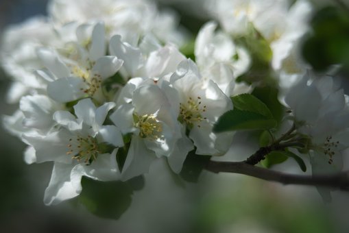 Appelboom, Appelbloesems, Apple Bloemen