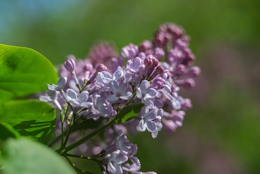 Lila Bloesems, Bloem Behang