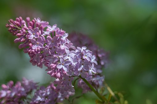 Lila Bloesems, Lila Bloemen